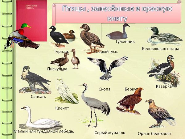 Список исчезающих видов: какие животные занесены в Красную книгу России?